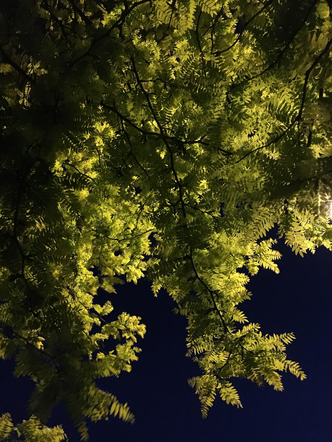 Green leaves by street light