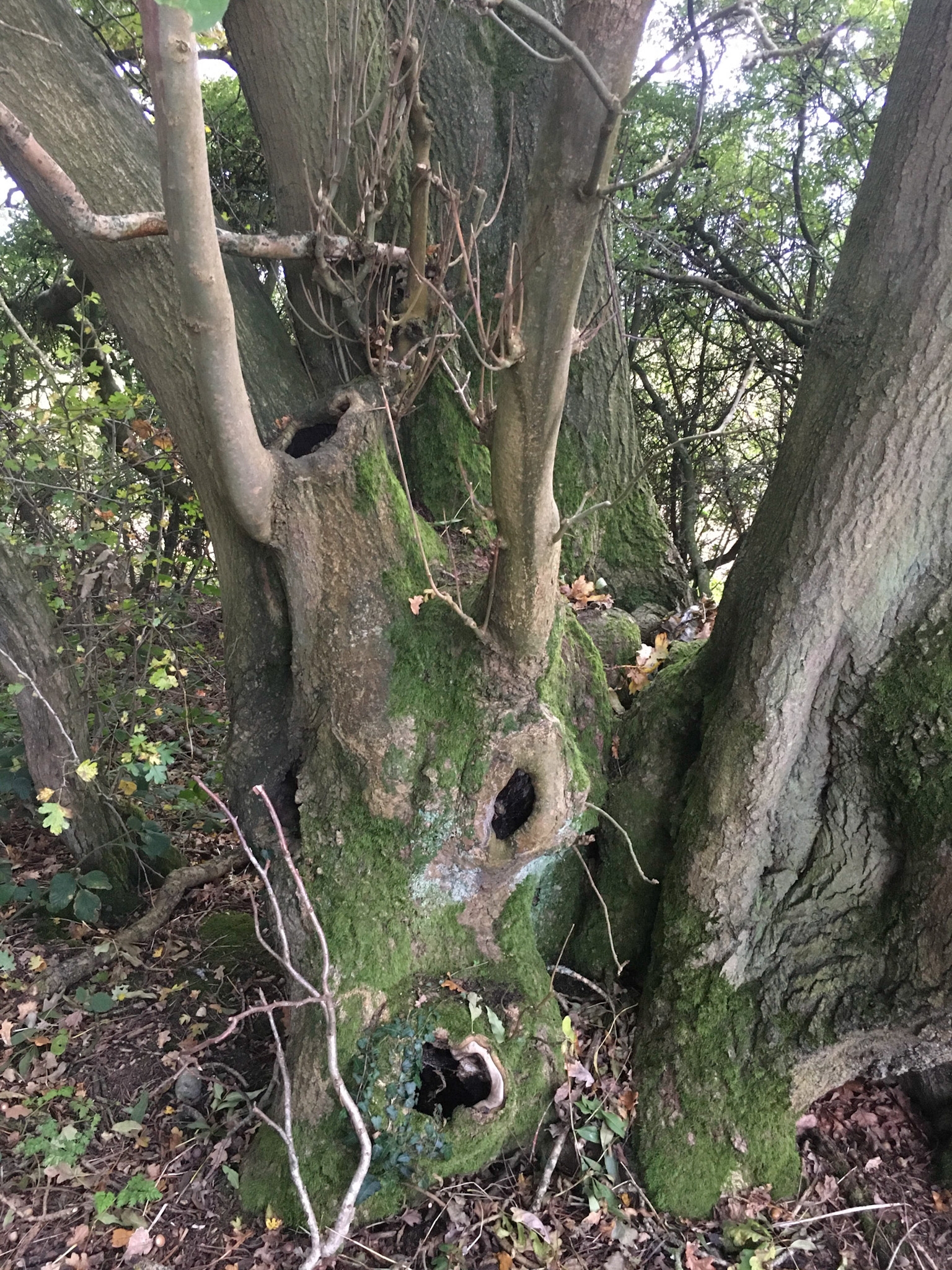 Nooks and crannies in an old tree