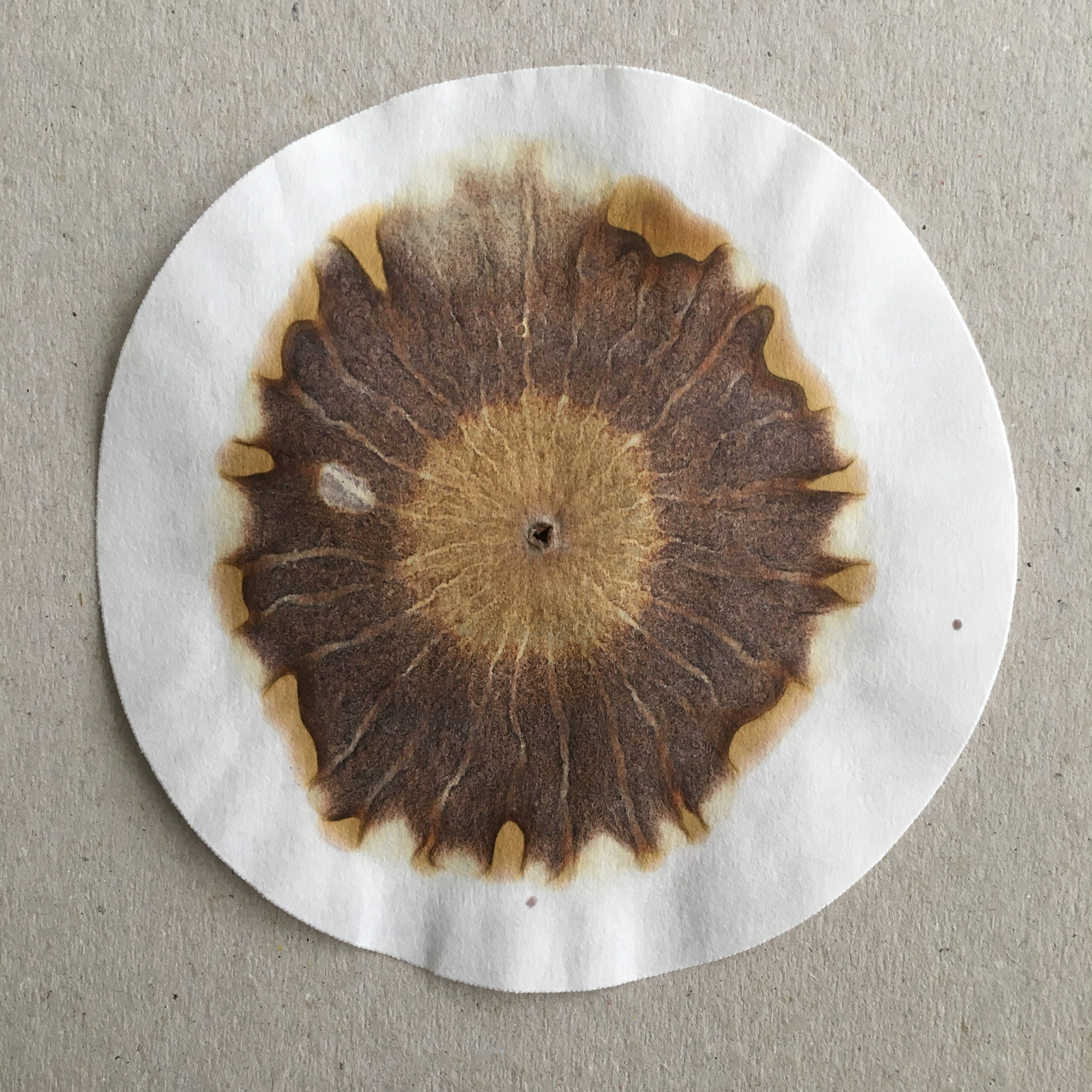 Reddish brown loamy sand back