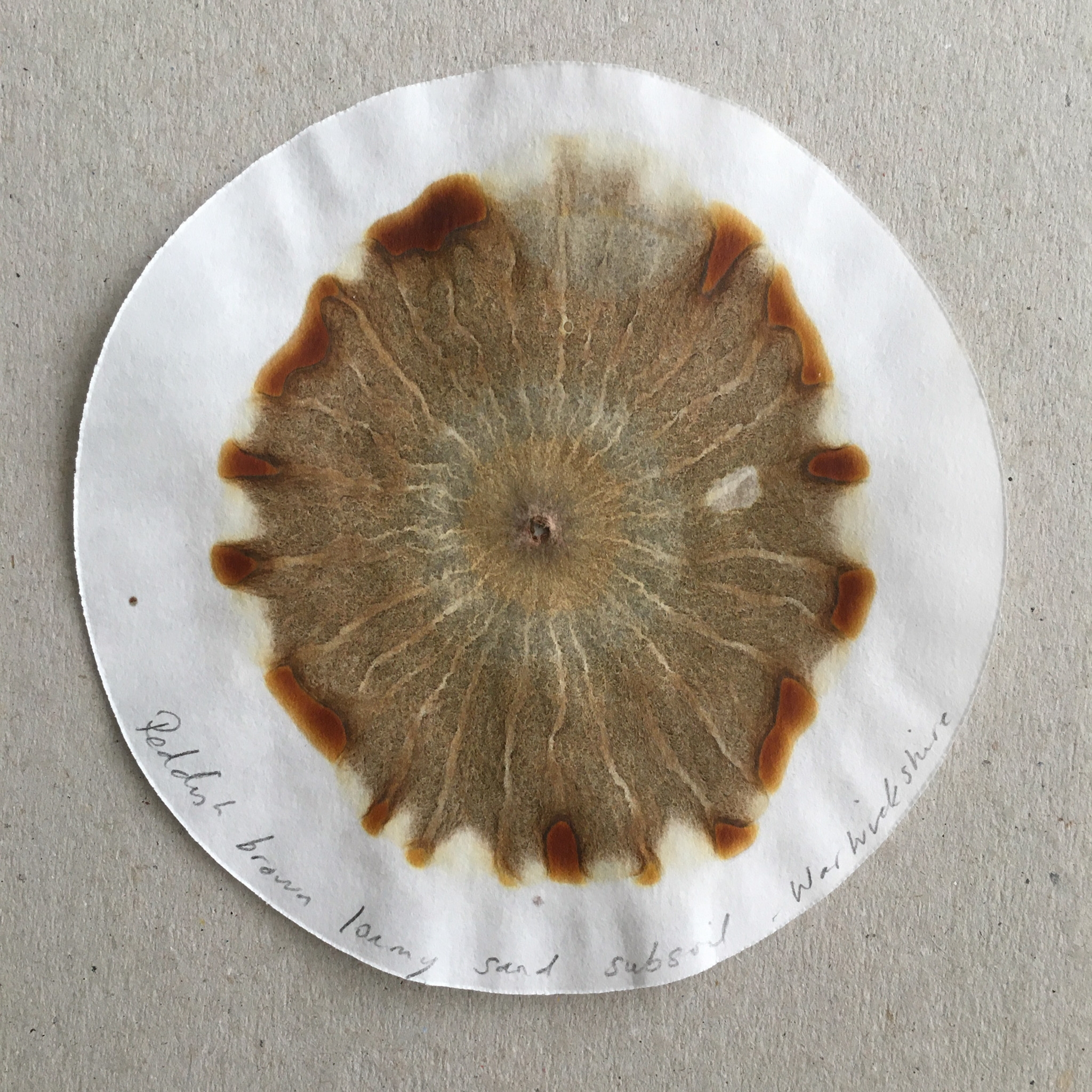 Reddish brown loamy sand front