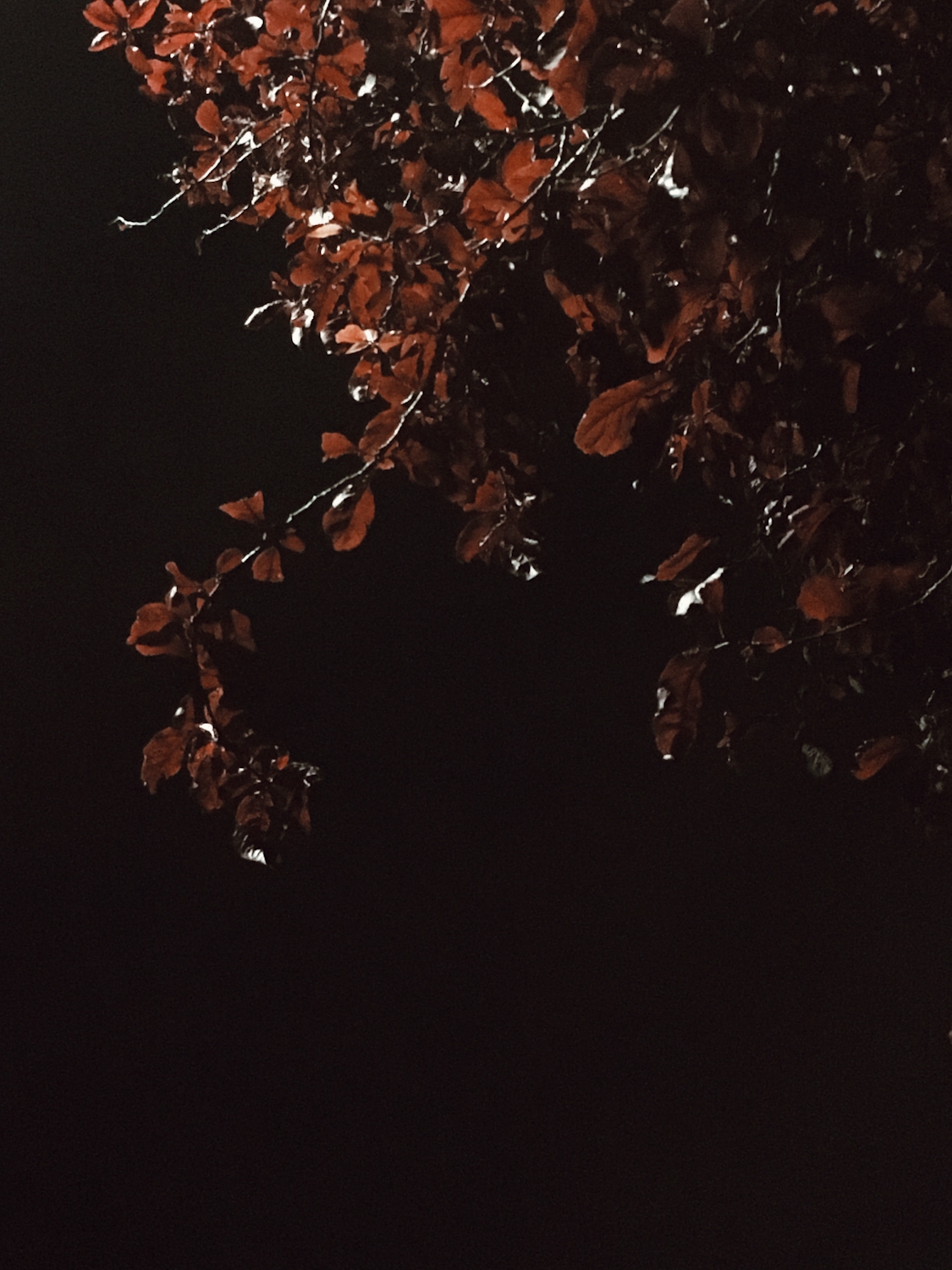 Red leaves at night