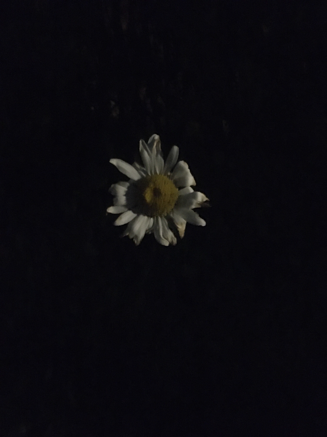 Dingle nighttime daisy