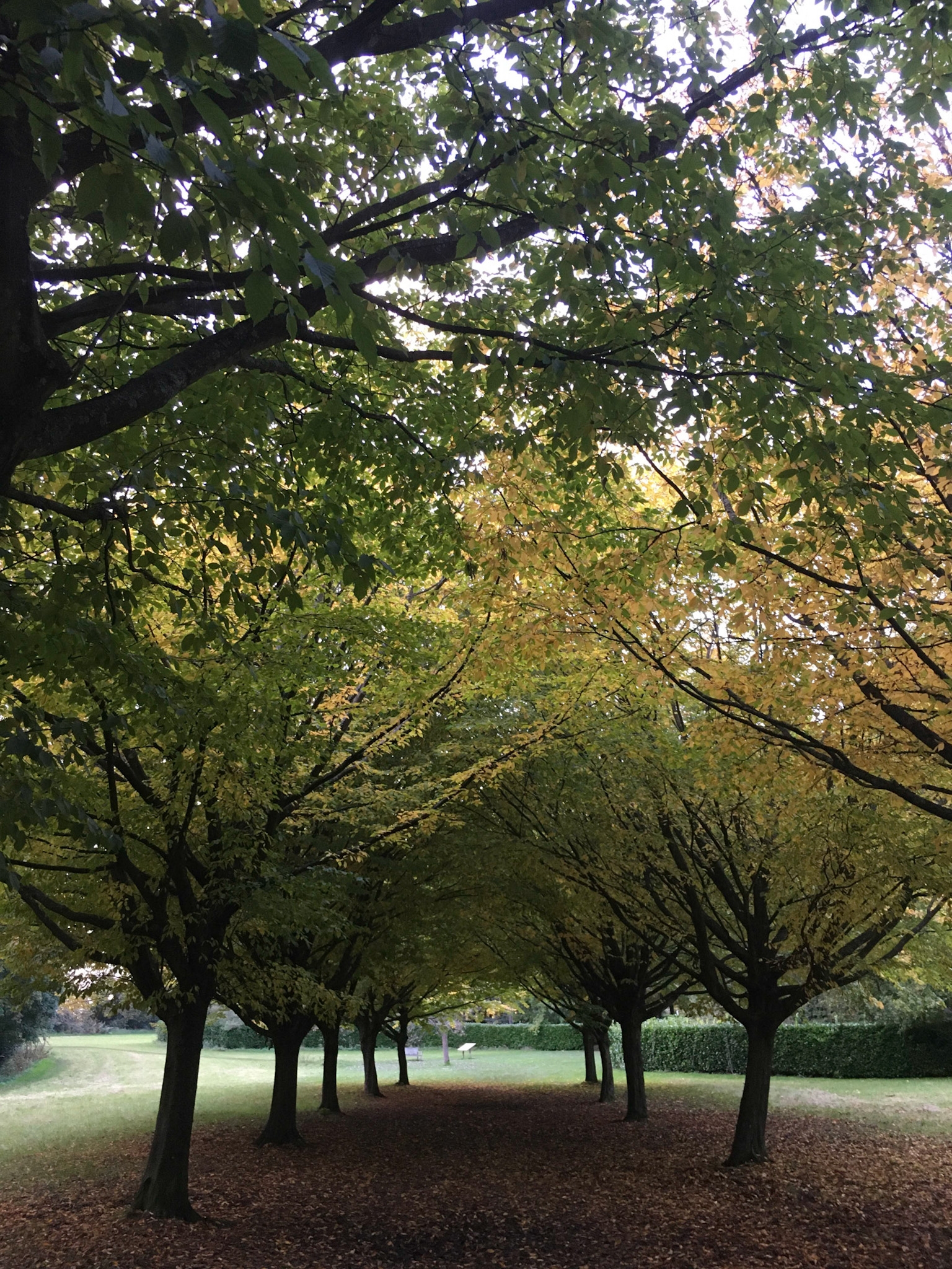 National Trust tree cathedral