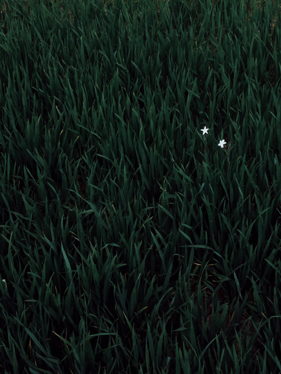 Two single blooms like stars